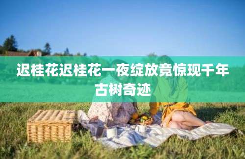 迟桂花迟桂花一夜绽放竟惊现千年古树奇迹