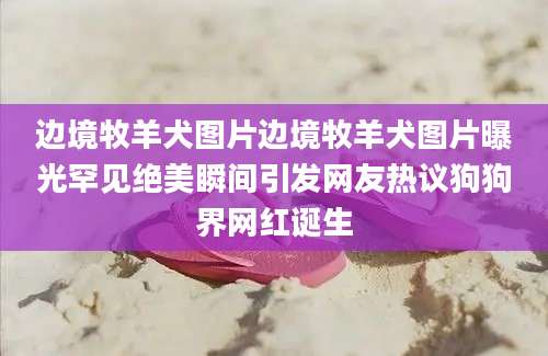 边境牧羊犬图片边境牧羊犬图片曝光罕见绝美瞬间引发网友热议狗狗界网红诞生